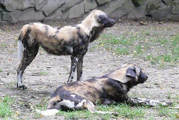 Afrikanischer Wildhund