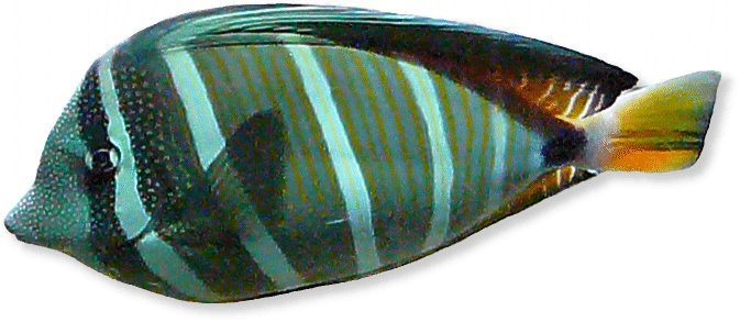 Segelflossen-Doktorfisch pazifischer