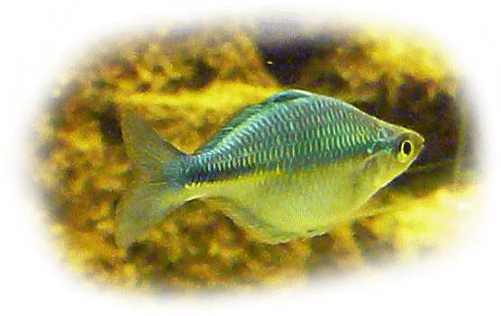 aquamarin_regenbogenfisch