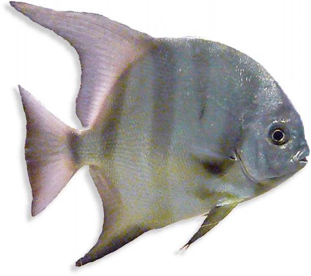 Atlantischer Spatenfisch