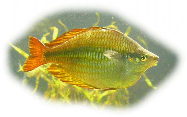 blehers_regenbogenfisch
