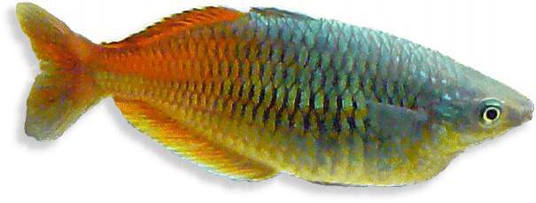 Boesemans Regenbogenfisch,