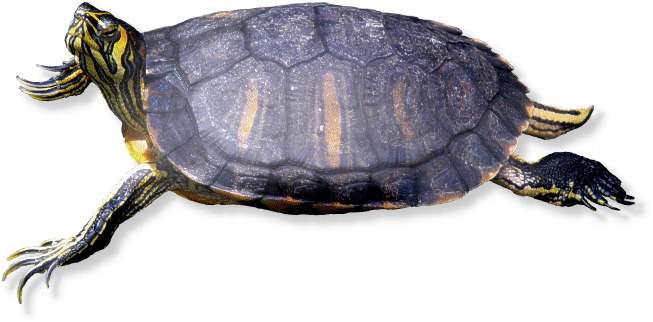 Dreistreifen-Klappschildkröte