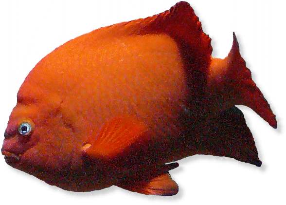 Garibaldifisch