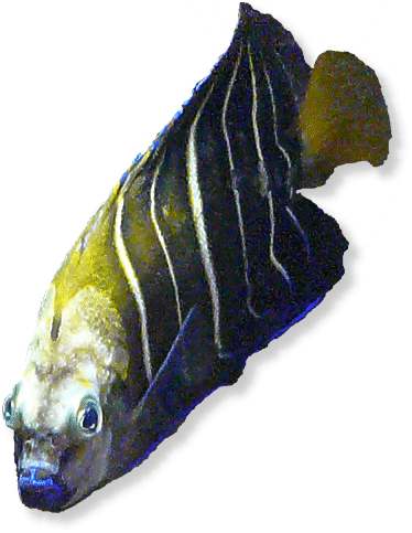 Gelbschwanz-Kaiserfisch