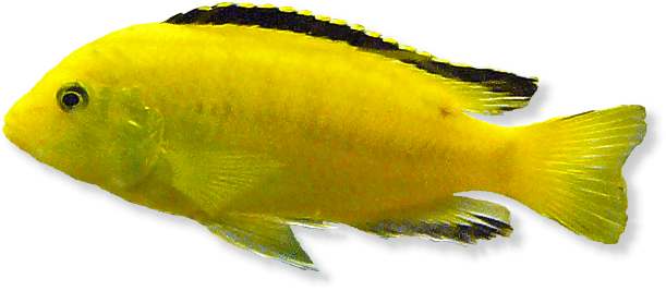 Likoma-Labidochromis gelber