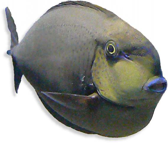 Masken Nasendoktorfisch