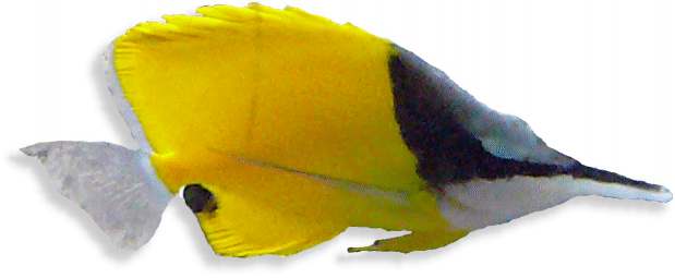 Gelber Masken-Pinzettfisch