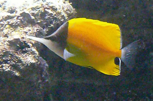 Gelber Masken-Pinzettfisch
