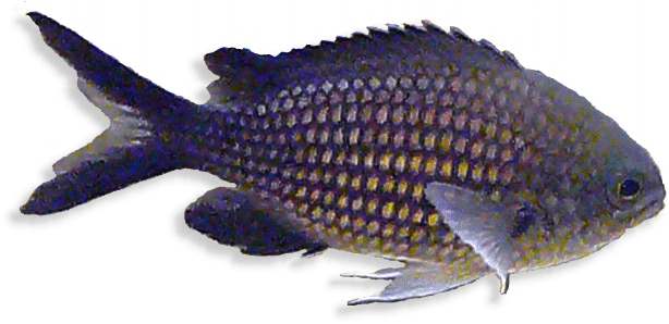 Mönchsfisch