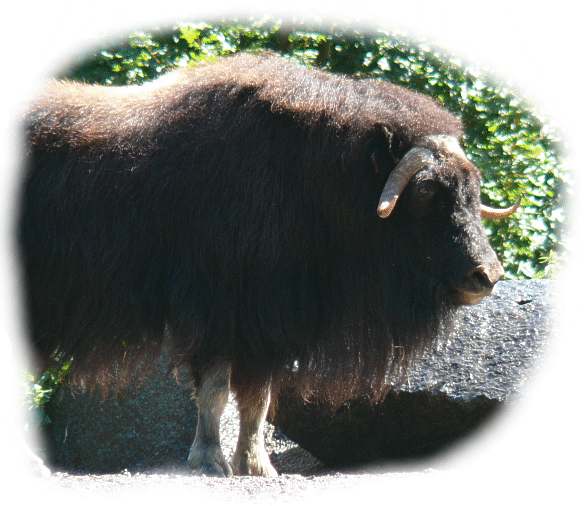 Alaska Moschusochse