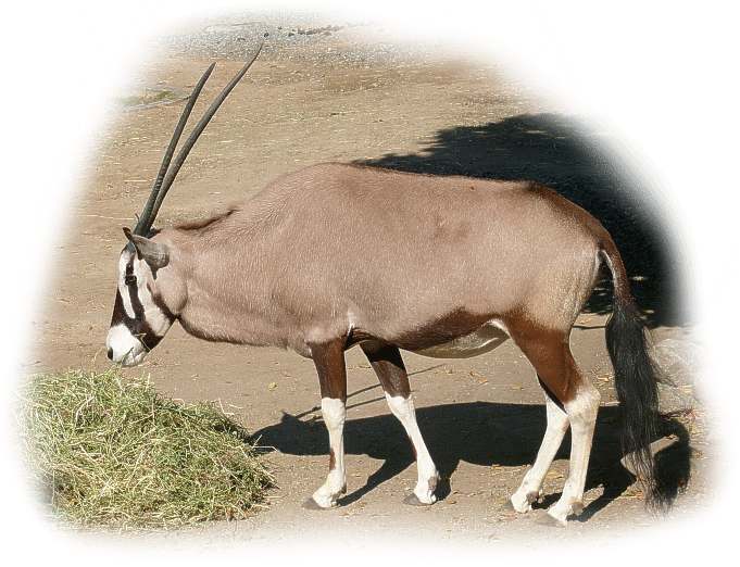 oryxantilope_suedafrikanische