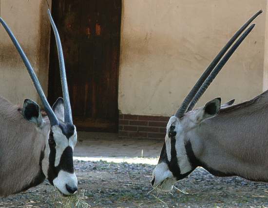 Südafrikanische Oryxantilope