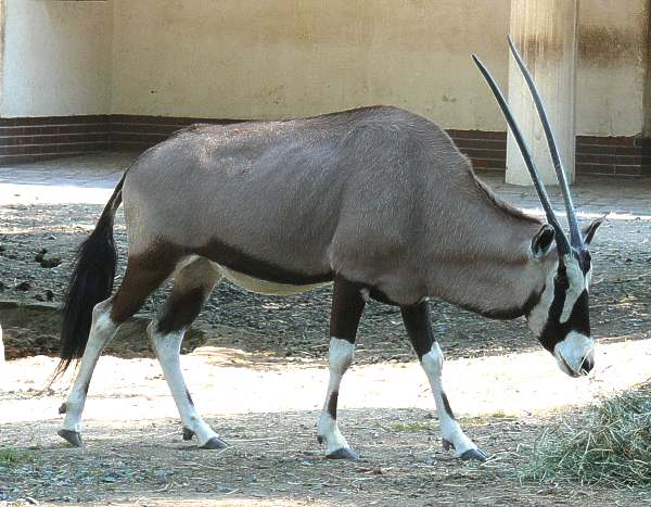 Südafrikanische Oryxantilope
