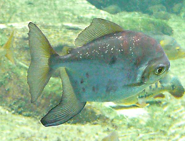 Piranha Pygocentrus Piraya