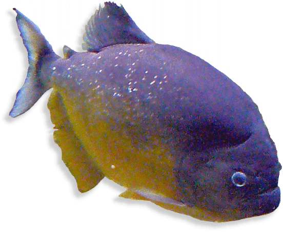 Piranha red belly
