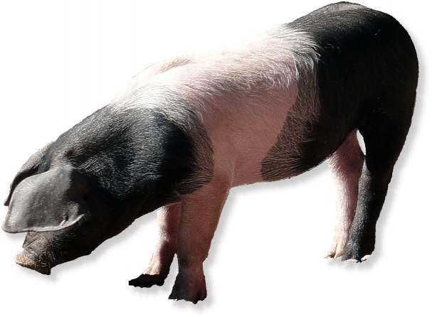 Schwäbisch-Hällisches Schwein