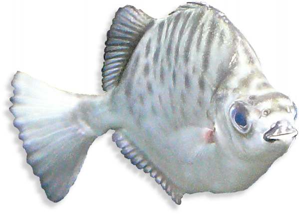 Silber Argusfisch