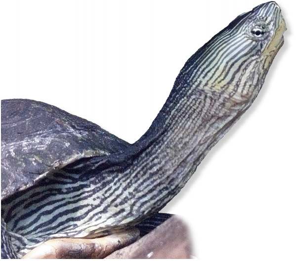 Chinesische Streifenschildkröte