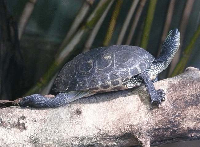 Streifenschildkröte chinesische