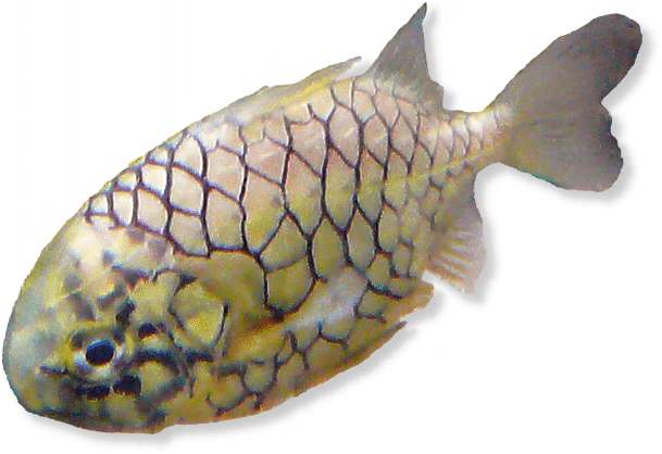 Japanischer Tannenzapfenfisch