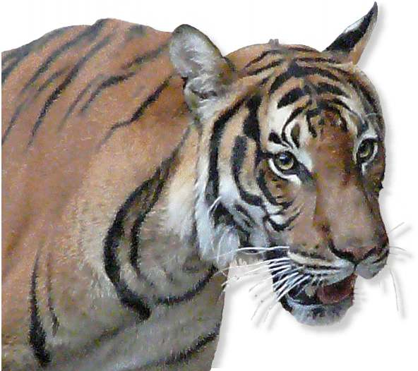 Indochina Tiger