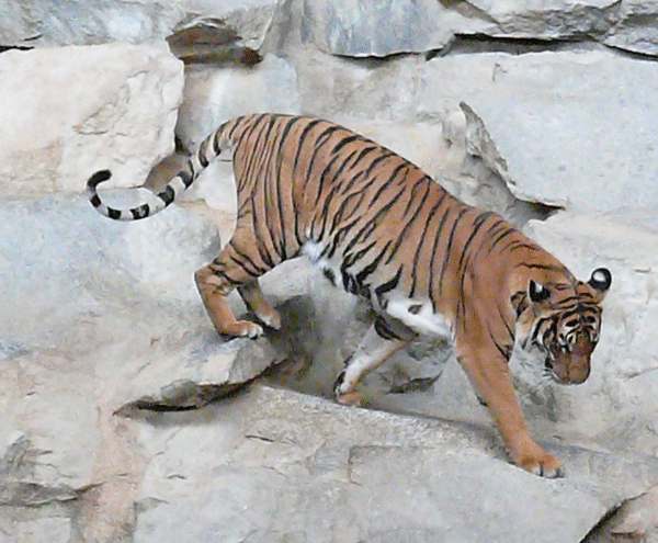 Indochina Tiger