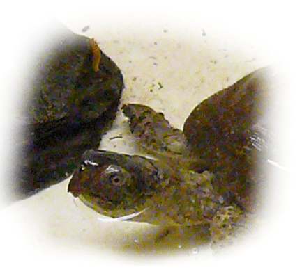 Wasser-Dosenschildkröte