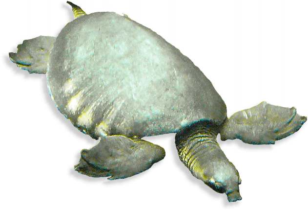 Papua-Weichschildkröte