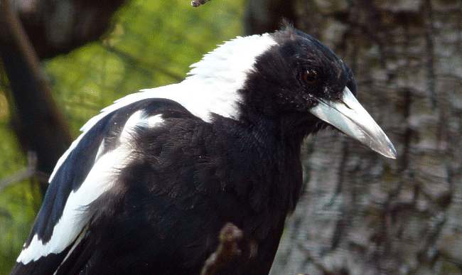 Weissrücken-Flötenvogel