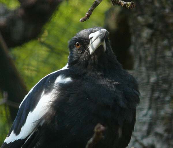Weissrücken-Flötenvogel