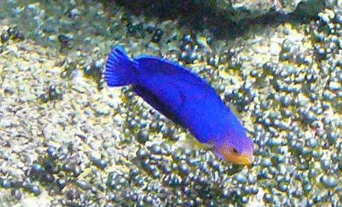 Blauer Zwergkaiserfisch
