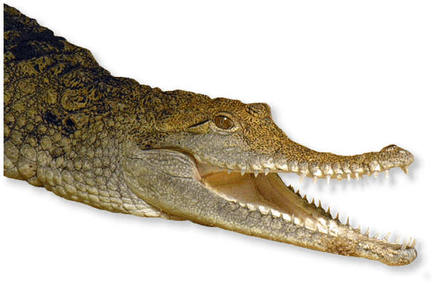 Süsswasser Krokodil Australien
