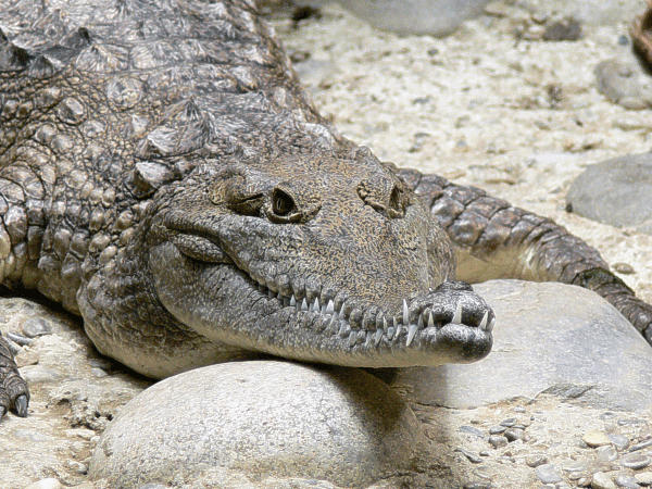 S�sswasser Krokodil Australien