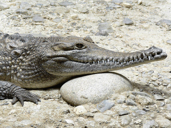 S�sswasser Krokodil Australien