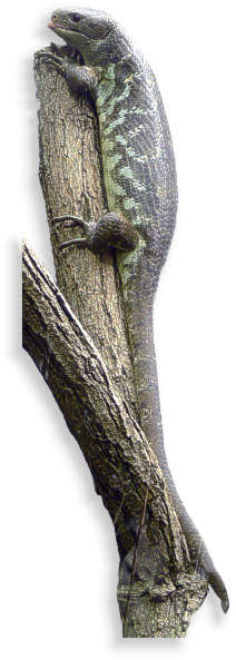 wickelschwanzskink